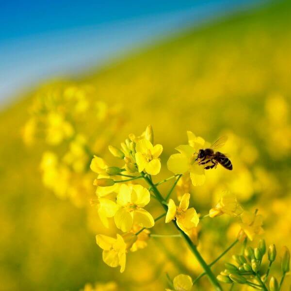 Crème Anti-rides Fleur de l'âge 2 Cosmetique cire d'abeille