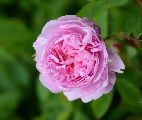 Rose-centifolia